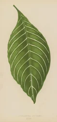 Aphelandra Leopoldii